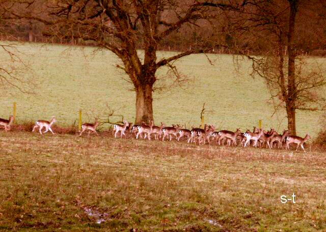 Deer at Timsbury, near Romsey